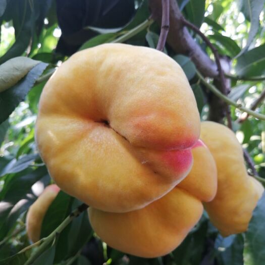 蒙阴县黄桃 沂蒙山黄金蟠桃