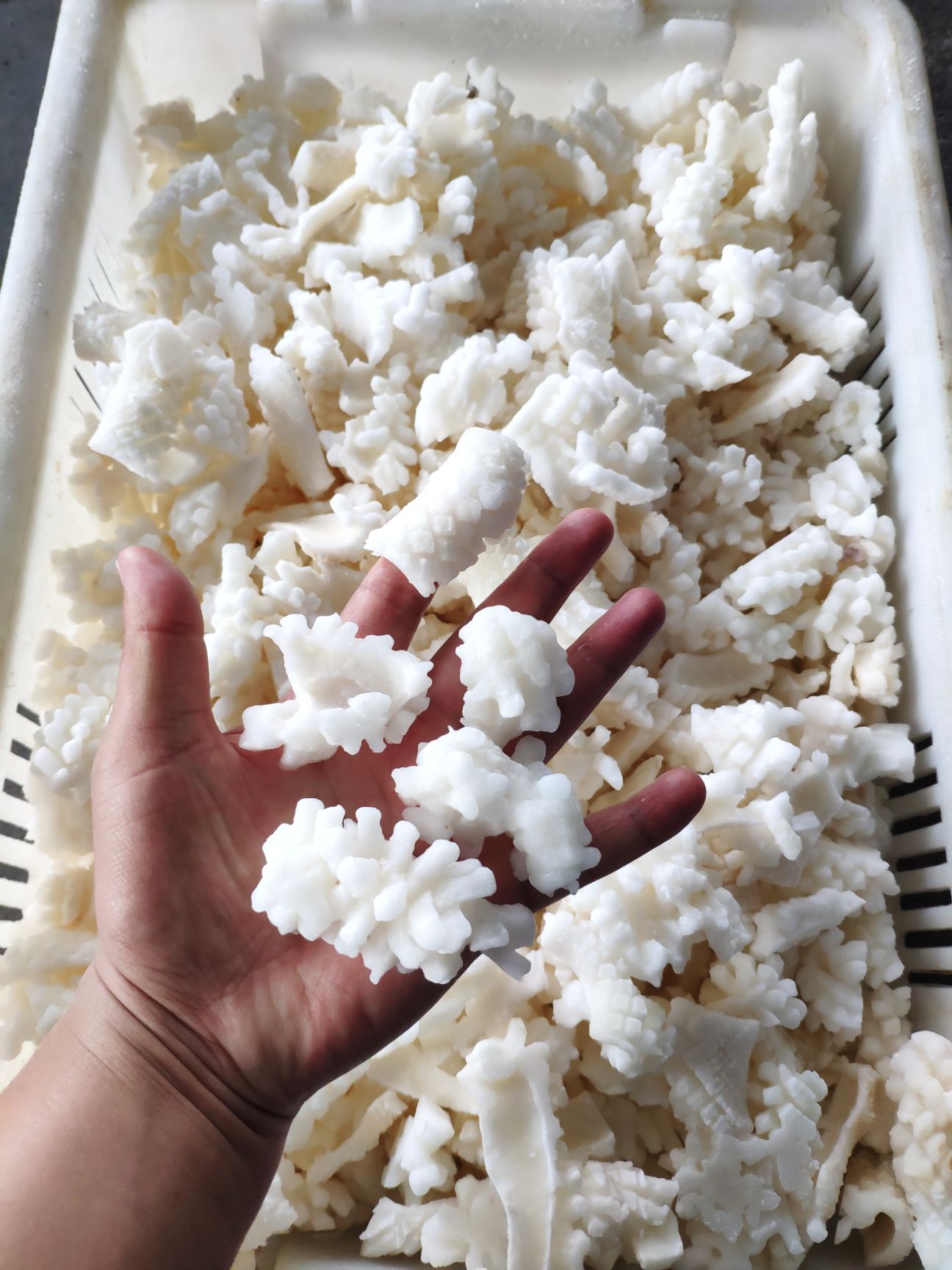 秘鲁鱿鱼  精品鱿鱼残花