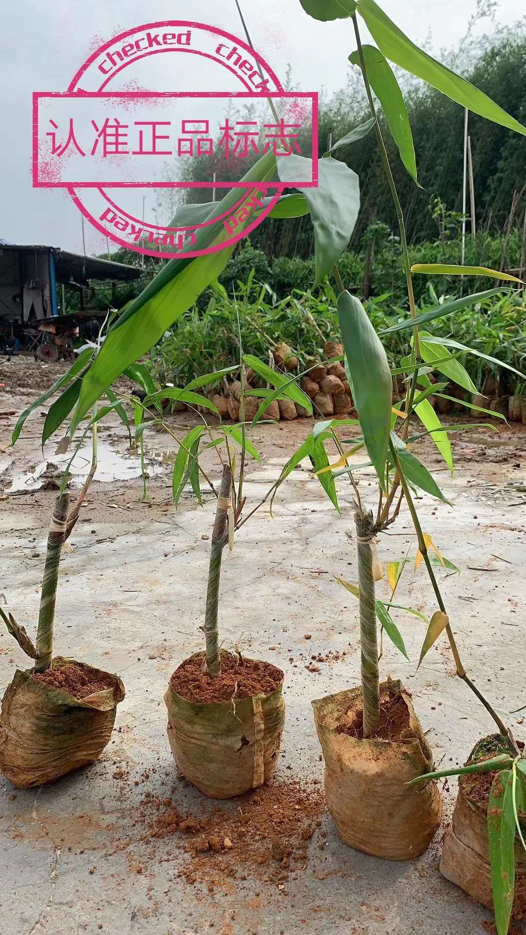 甜竹苗 麻竹苗 水果竹笋苗 甜龙竹苗产地直销 价格实惠