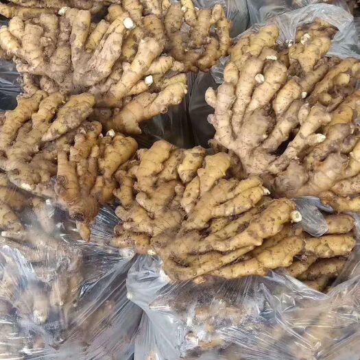 莒县 山东优质生姜，货优低价，基地大量供应可视频看货支持物流发货。