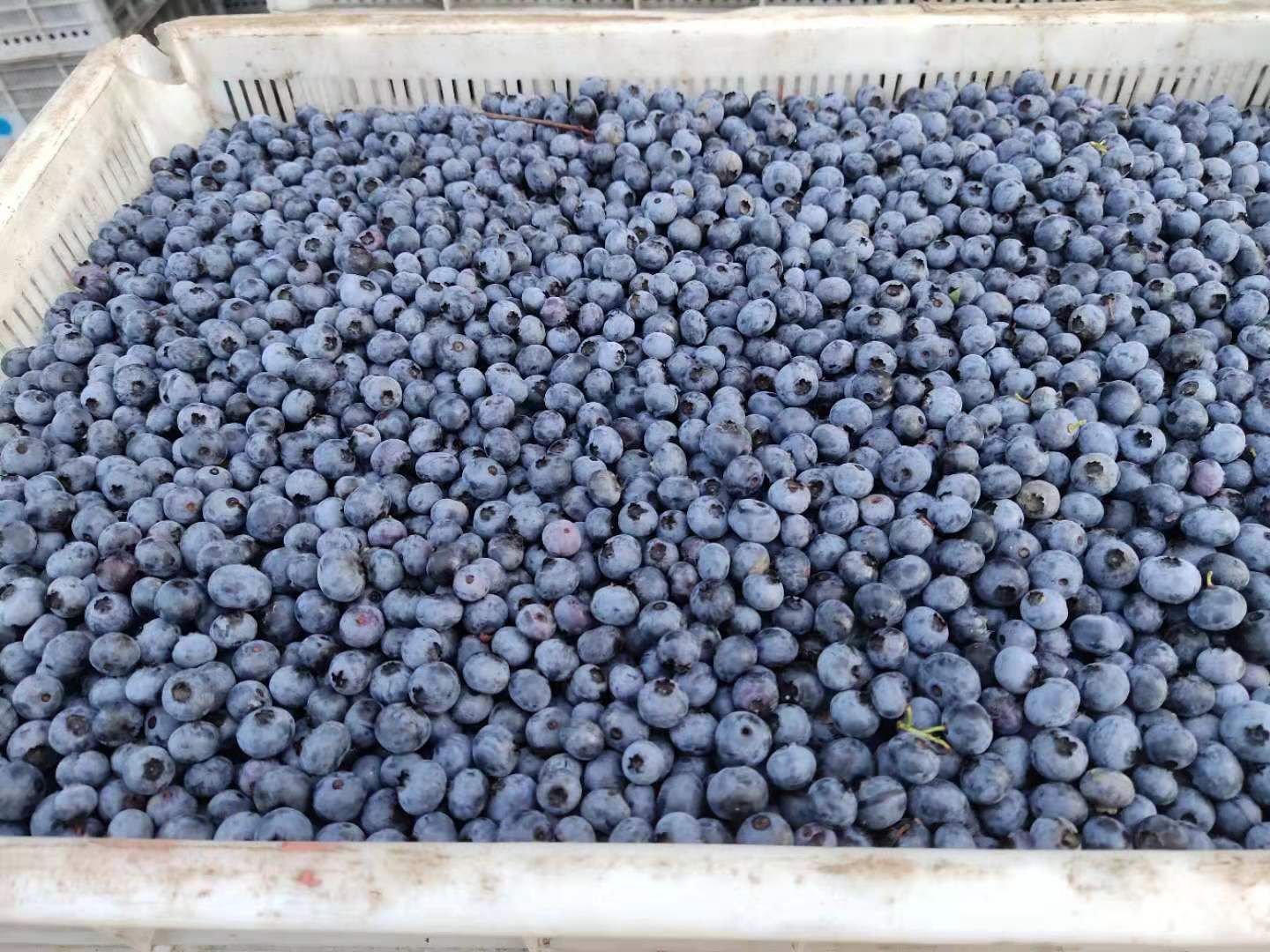白山速冻蓝莓 24个月以上