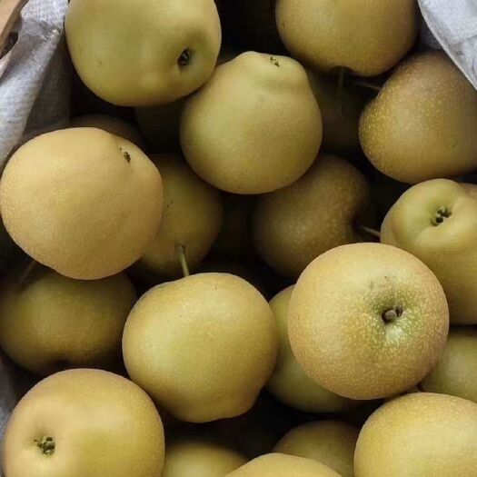 宜城市 精品黄花梨大量上市，果大味甜有需要的老板联系