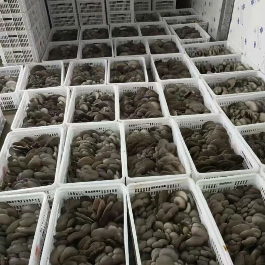 太原鲜平菇   平菇干   菌袋