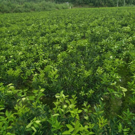 秀山纽荷尔脐橙苗 嫁接苗 0.5~1米