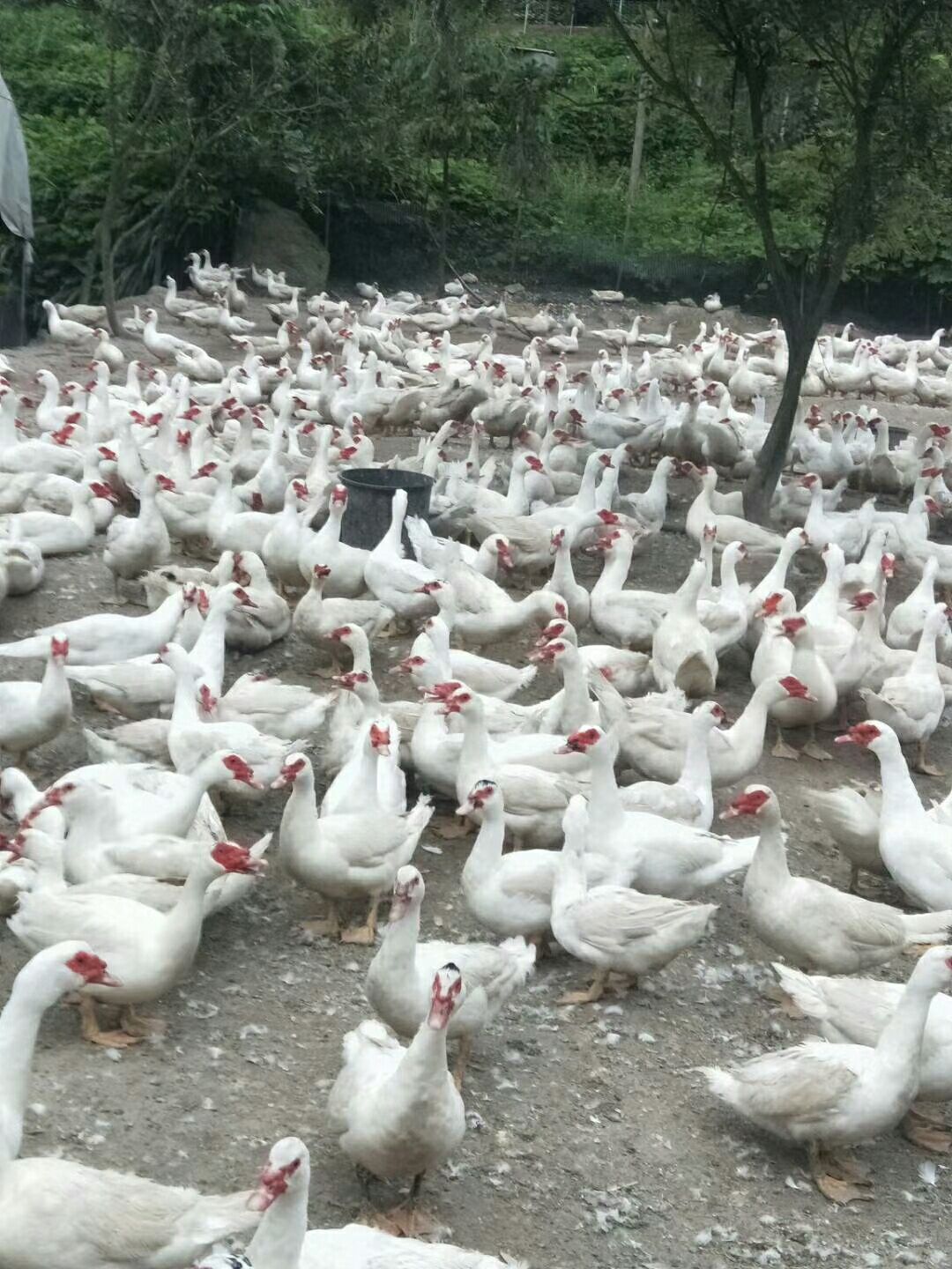 白番鸭 哪位老板看上请联系