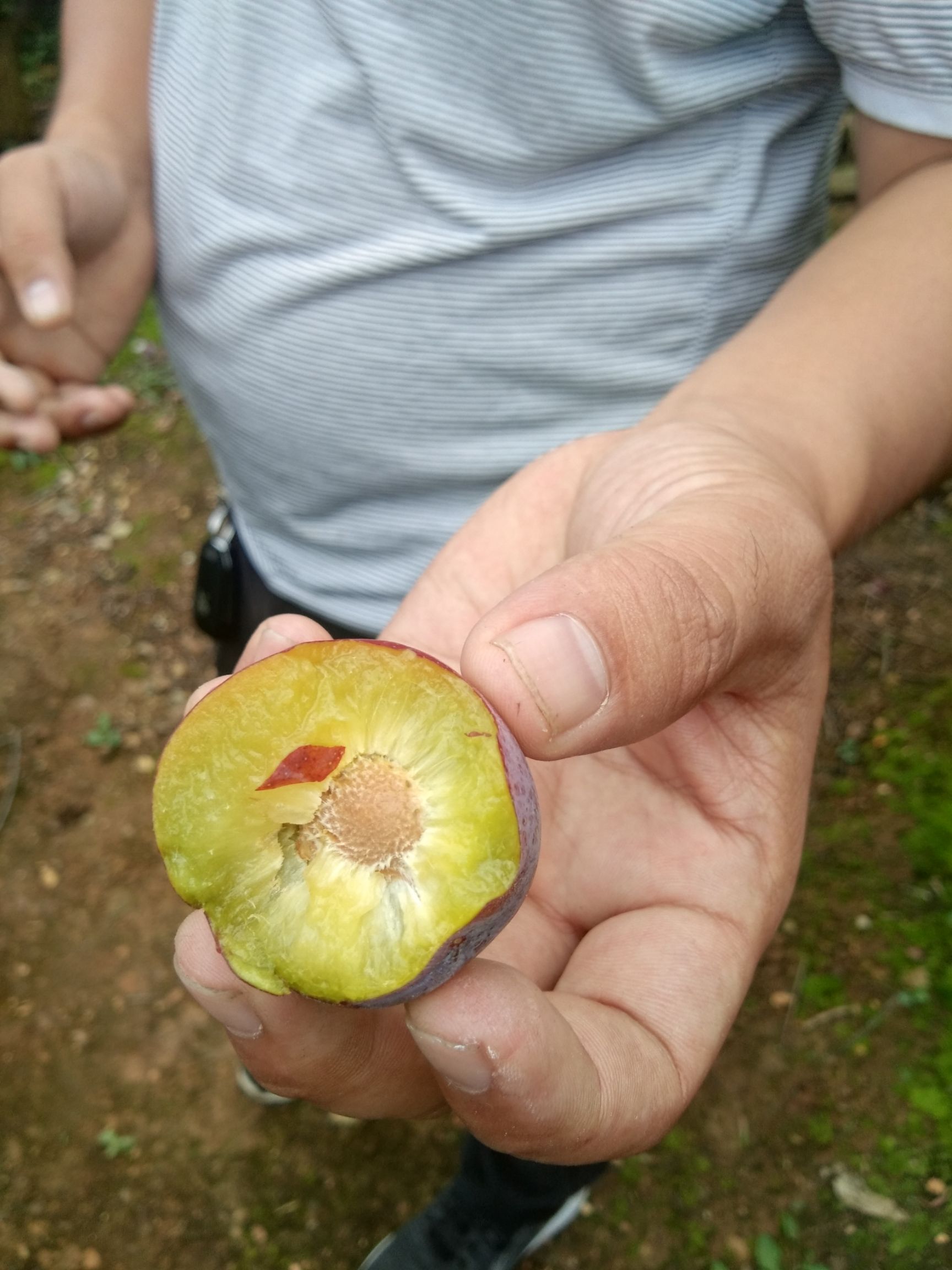 脆红李 产地规模种植，个大味甜