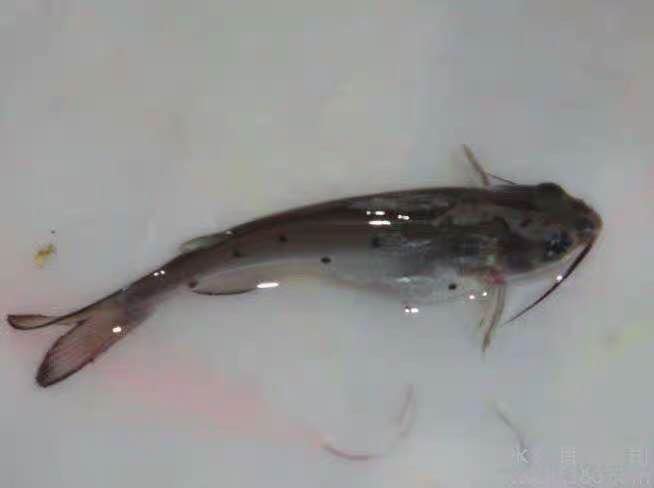  优质叉尾鱼苗 斑点叉尾鮰鱼苗 钳鱼鱼苗