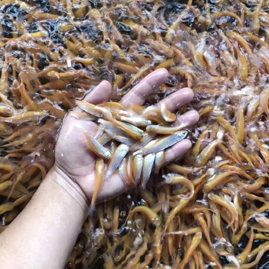 合肥俄罗斯金丝鲩鱼苗  草魚苗 5-10公分