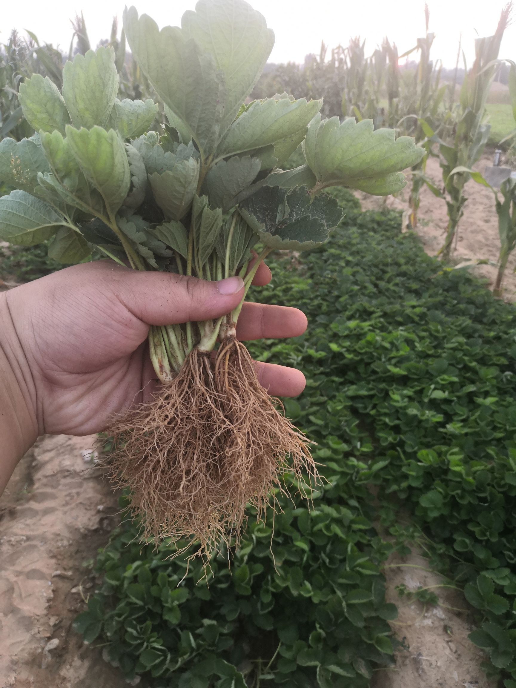 妙香七号草莓苗地栽苗脱毒草莓苗包品种包质量保湿发货