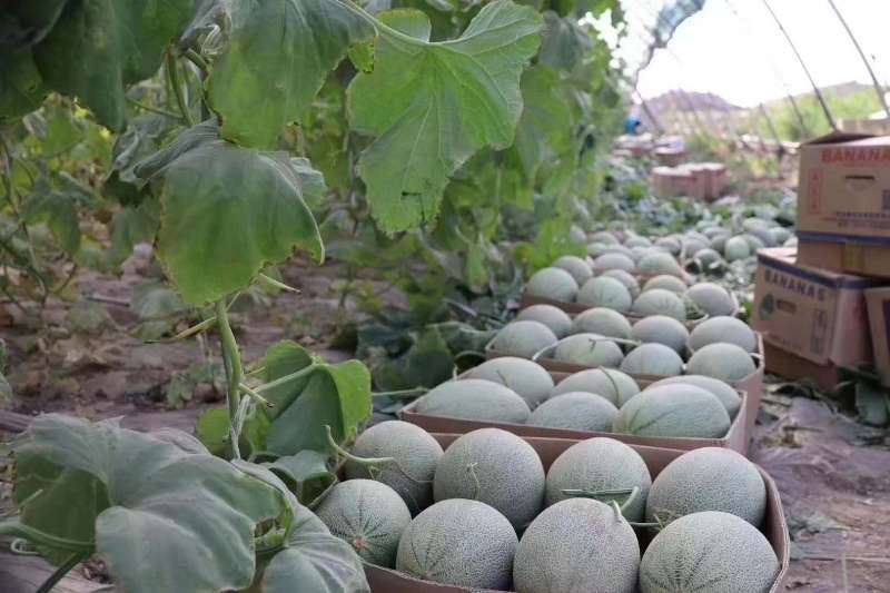 网纹瓜  哈密瓜