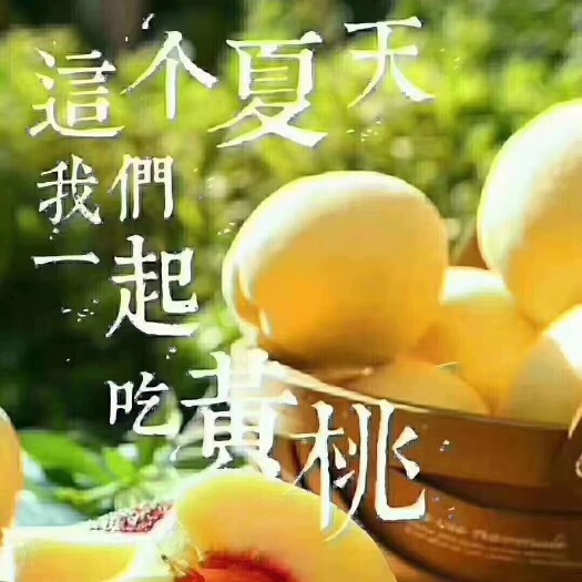 炎陵县 健康的正宗炎陵高山黄桃，不打蜡，不催熟，不打保鲜剂。