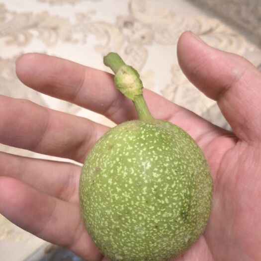 灵寿县 自家山坡种的核桃，有七十万斤，可以视频看货，东西很好