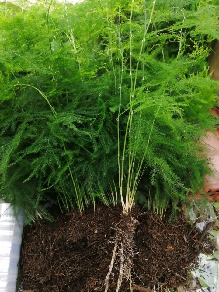  文竹  茶香雅致 根系发达有分枝 基地直销   现挖现卖