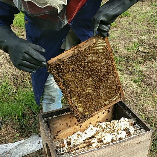紫金县 农家土蜂蜜天然新鲜自产自销蜂蜜百花蜜批发零售一件代发包邮
