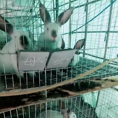 泌阳县货送到价格   基地养殖优质伊拉肉兔，