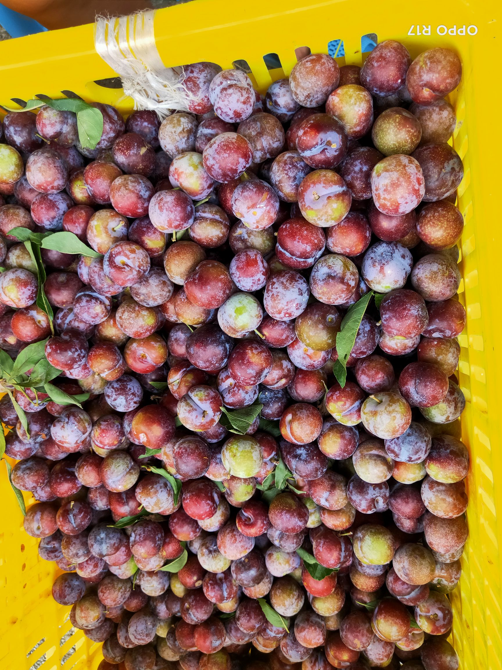  广西特产龙滩珍珠李热卖中