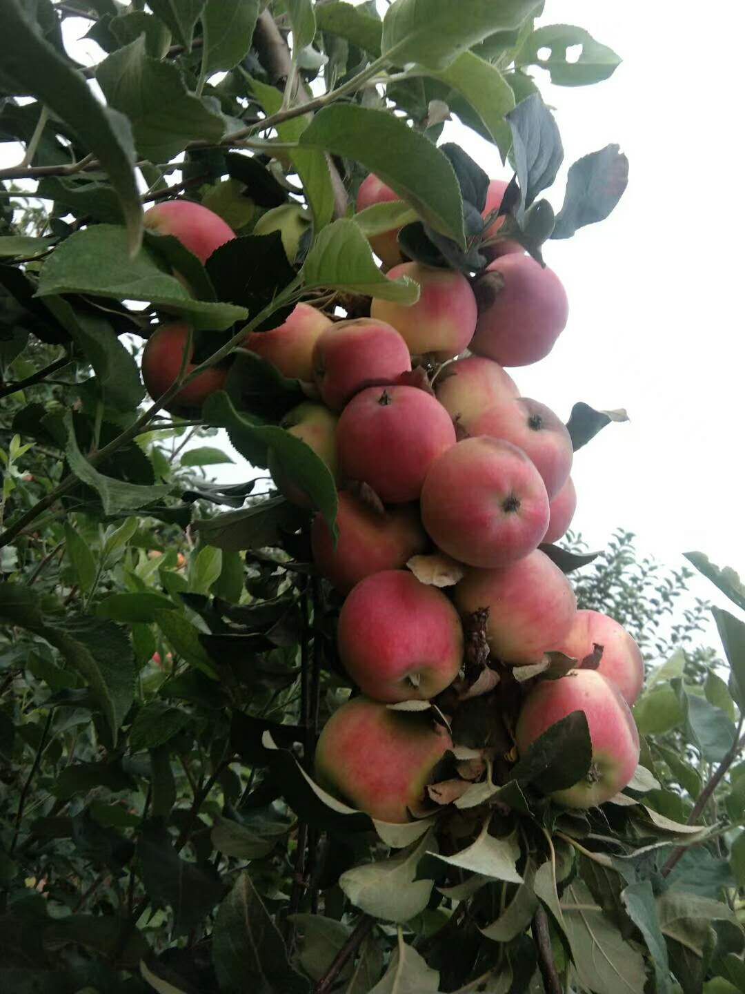  美八苹果，味道香甜可口，无人工催熟，无农药残留，脆甜多汁，