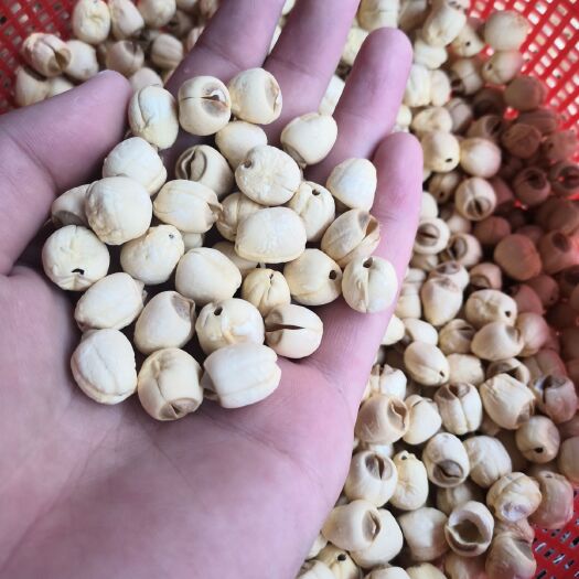 南城县 白莲子 现做现卖，不漂白，都是自己家种的。