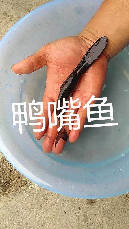 鸭嘴鱼 美国鸭嘴鱼苗鸭嘴苗鸭嘴鱼苗 活体淡水鱼苗