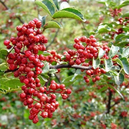 汉源县汉源花椒  贡椒  娃娃椒  2023新花椒，干花椒