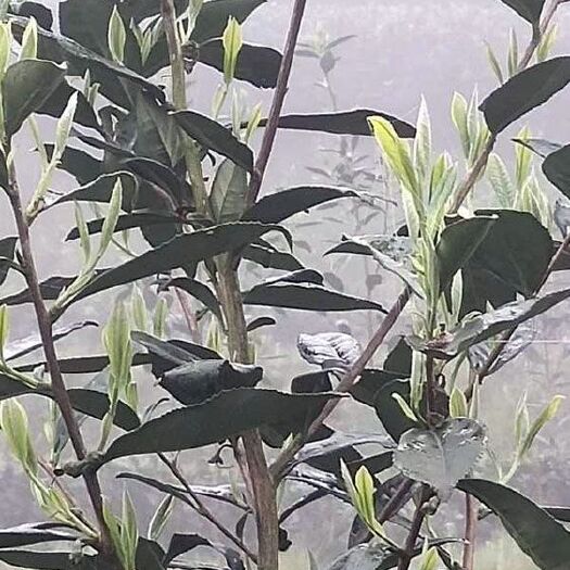 福鼎市 福建白茶 福鼎太姥山生态茶 茶农自产