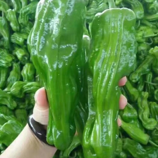 兰陵县薄皮椒  芜湖椒，产地直销 大量上市价格不高质量很好，代发全