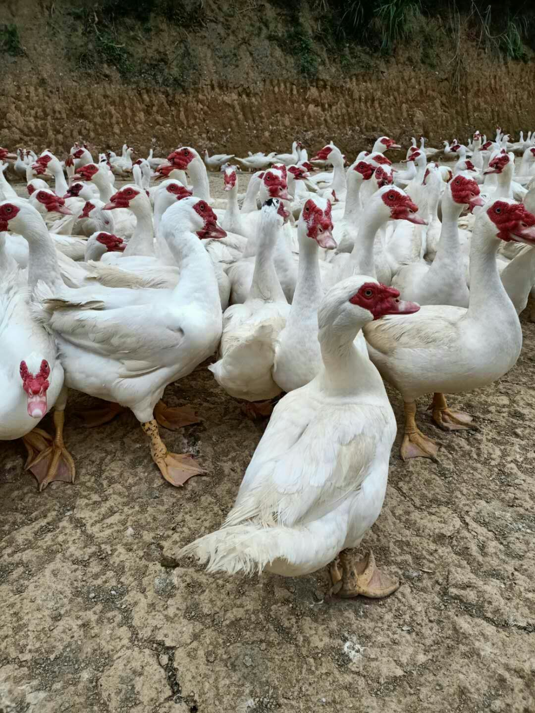 白番鸭 哪位老板看上请联系