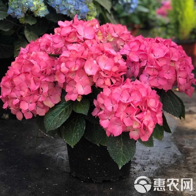 大八仙花  重瓣大花绣球花苗无尽夏八仙花室外花园庭院花卉植物