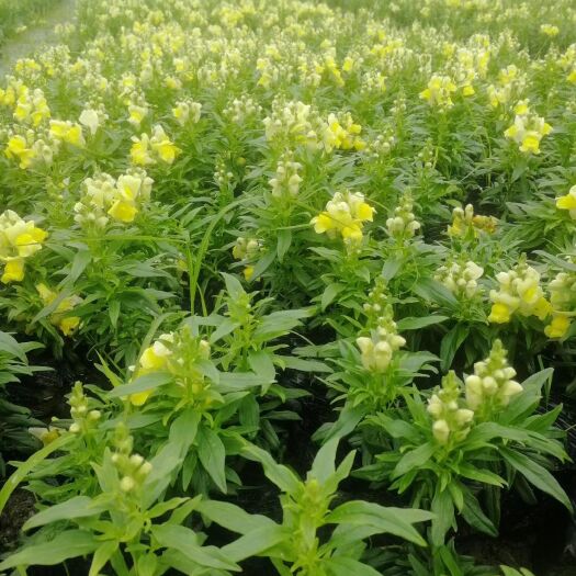成都 出售精品金鱼草，金鱼草杯苗