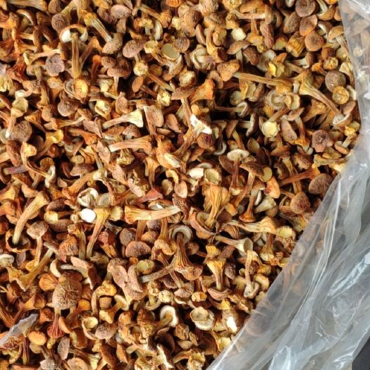 临城县姬松茸 2020新货，产地直发巴西菇，一手货源