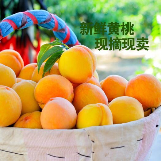 新邵县 七十岁老农精心种植无农药，绿色环保脆甜香黄桃，甜香葡萄