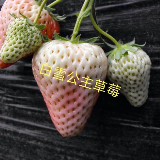 泰安 白雪公主草莓苗 新品种高品质草莓苗 草莓颜值高 味道好