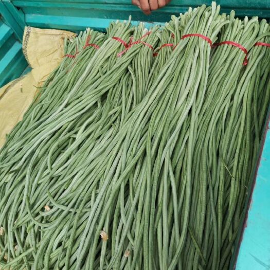 单县 山东单县长豆角，鲜豆角，万亩豆角基地