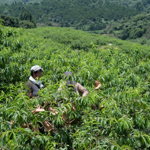 中方县 怀化中方高山红心锦绣黄桃