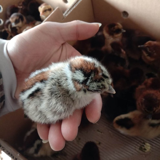 昆明云南正宗纯种武定高脚土鸡苗 孵化场直供提供技术支持售后服务