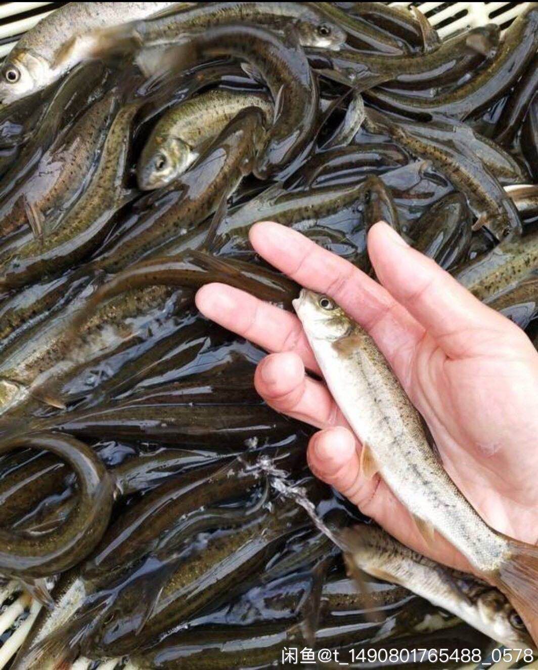 裂腹鱼细鳞鱼鱼苗冷水鱼淡水养殖食用鱼苗