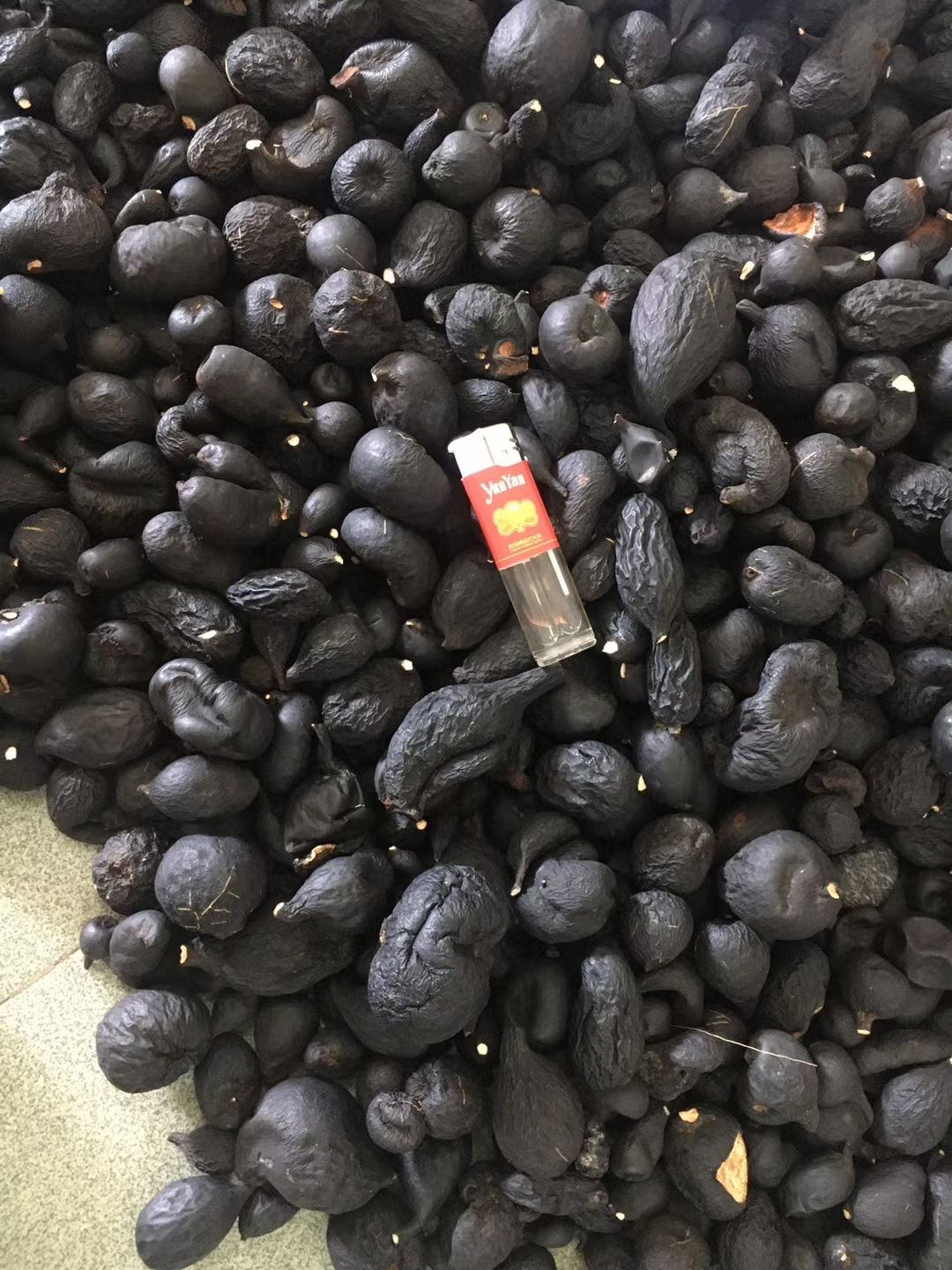 大量供应乌灵参 一手货源