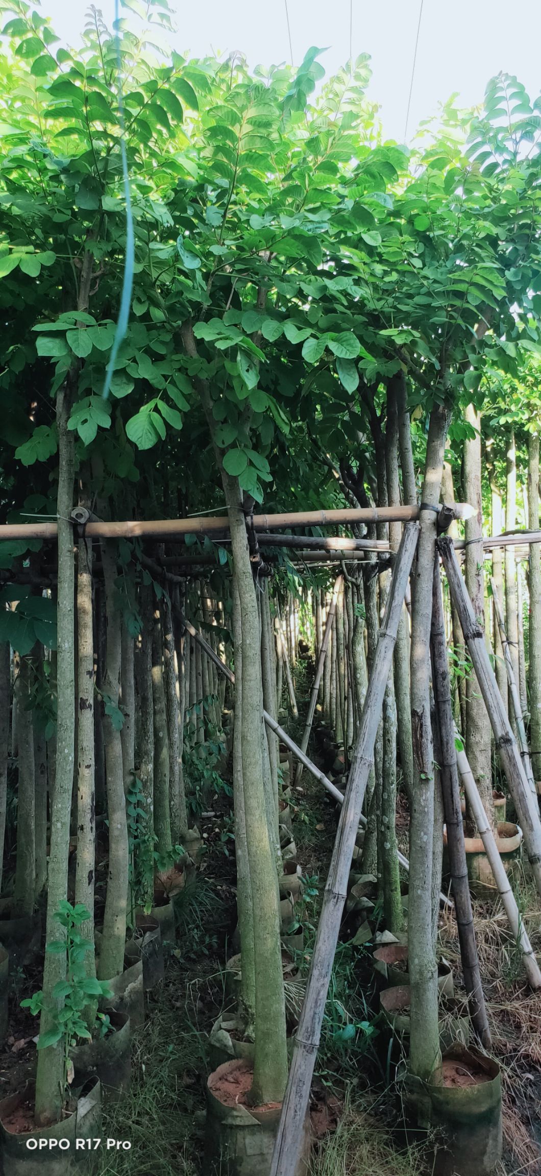 普宁市火焰木
