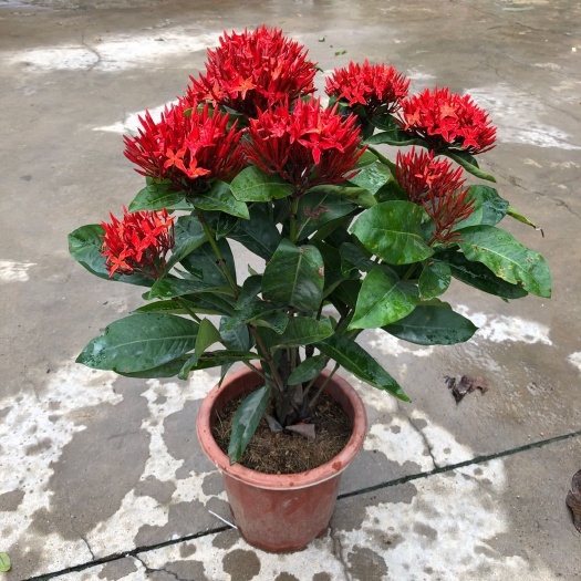 宿迁龙船花盆栽四季开花室外花卉绣球花苗庭院阳台带花苞绿值庭院花