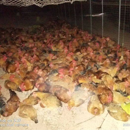 遂宁青脚麻鸡 纯粮散养，肉质一流