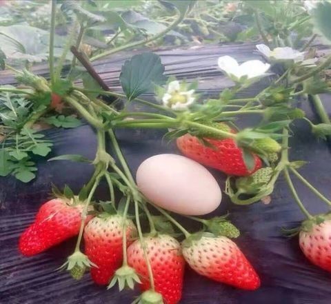 泰安草莓苗 奶油草莓苗 地栽草莓苗 成活率高 包品种