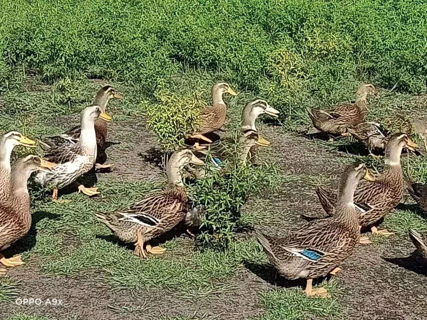 长期供应麻鸭  地鸭物美价廉