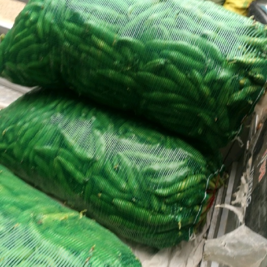 漳县新鲜蚕豆 精品蚕豆