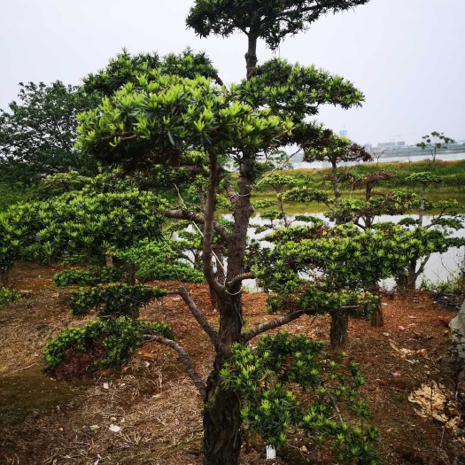 长沙小叶罗汉松