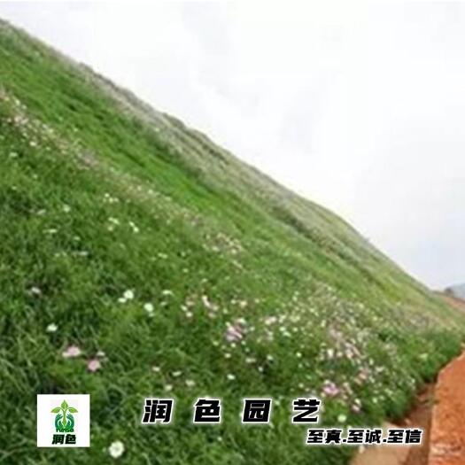 武汉水库矿山高速道路边专用护坡草种子大量现货供应