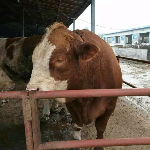 林州市 杂交肉牛犊