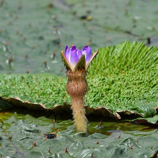 金湖县金湖芡实，鲜果