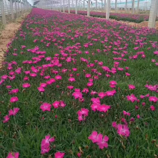 青州市开花机器花期300天 欧石竹