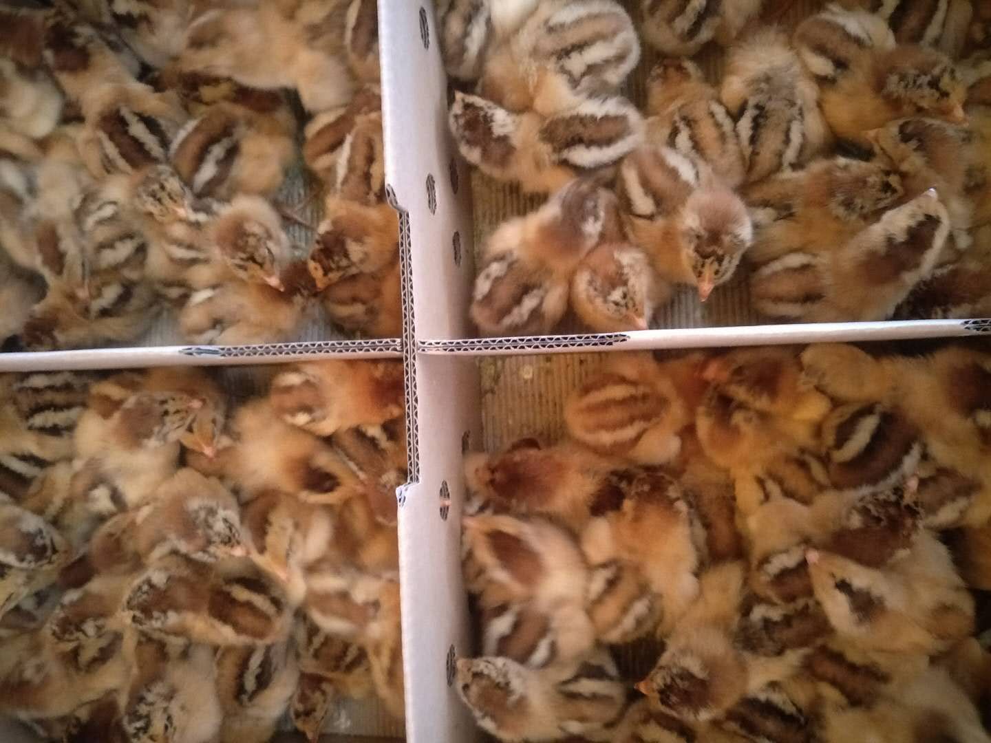 良凤花鸡苗   良凤花纯种鸡苗