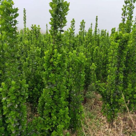 沈丘县 出售大量各种规格北海道黄杨